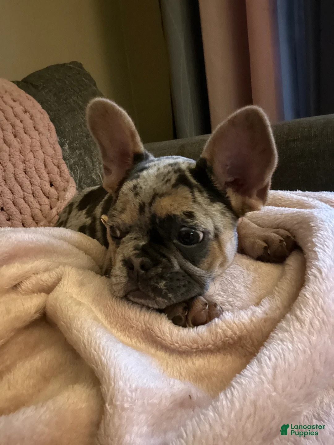 French Bulldog dogs for sale: French Bulldog Puppy 4 - Ad 1