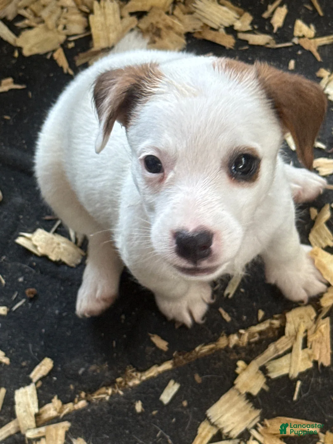 Jack Russell Terrier dogs for sale: Jack Russell Terrier 5 - Ad 2