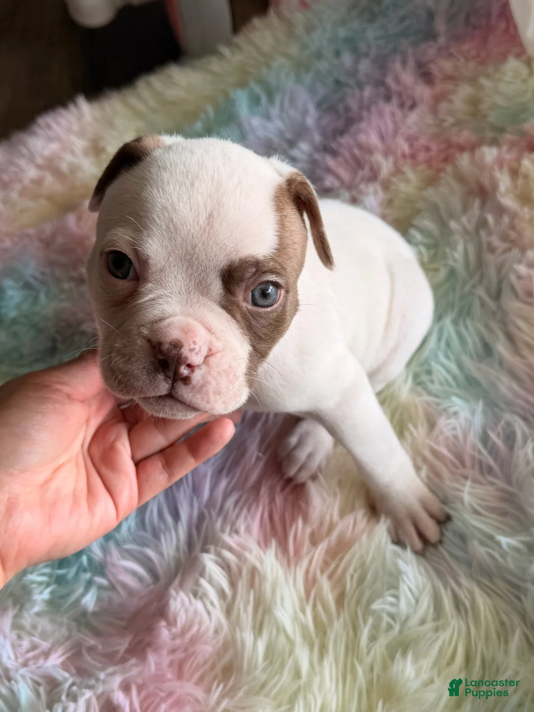 American Bulldog dogs for sale: American Bulldog Puppy 4 - Ad 1