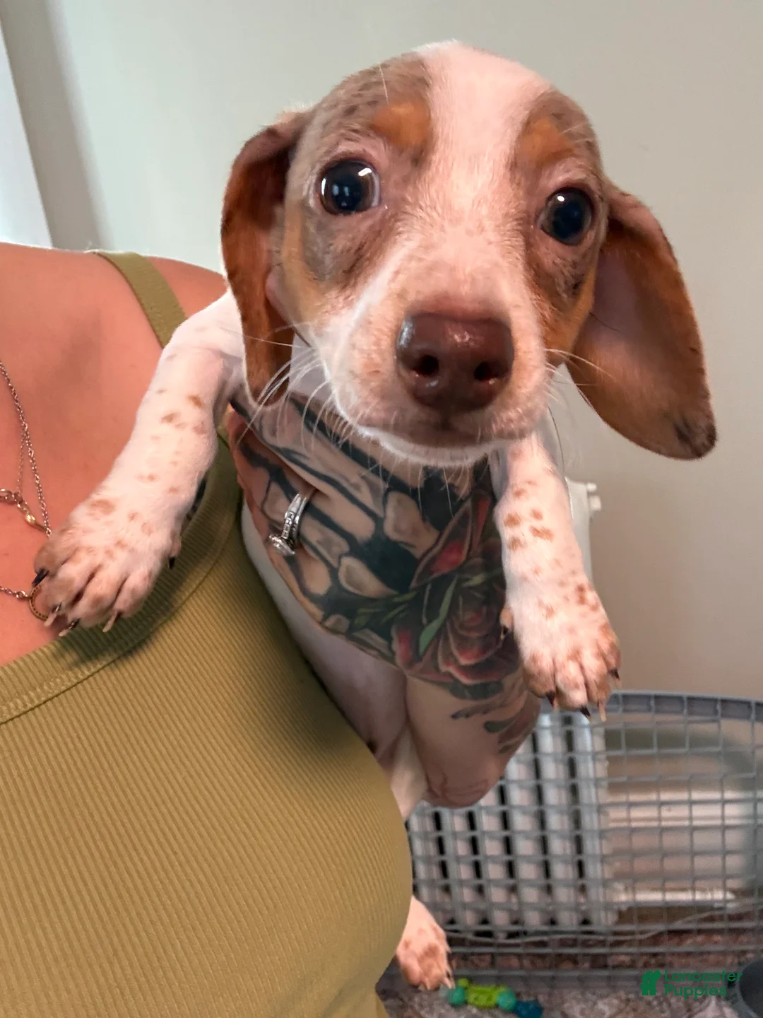 Dachshund dogs for sale: Dottie - Ad 1