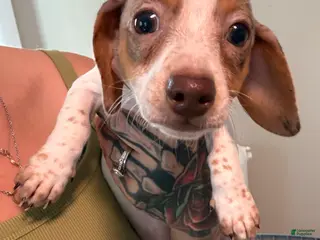 Dachshund dogs Dottie - Ad 31