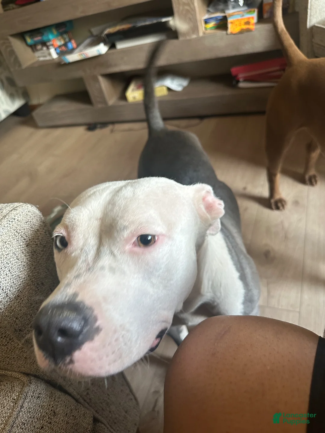 American Pit Bull Terrier dogs for sale: American Pit Bull Terrier Puppy 3 - Ad 2