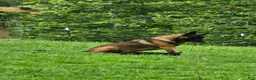 Belgian Malinois dogs for sale: Belgian Malinois 5 BLUE - Ad 4