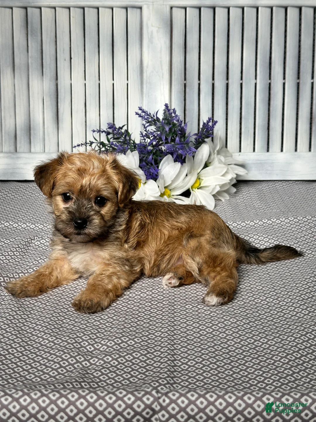 Yochon dogs for sale: Willow - Ad 4