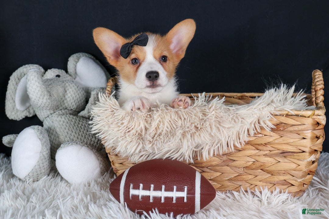 Welsh Corgi Pembroke dogs for sale: Iggy - Ad 8