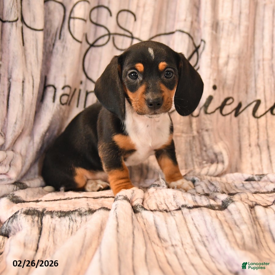 Miniature Dachshund dogs for sale: Sharla - Ad 1
