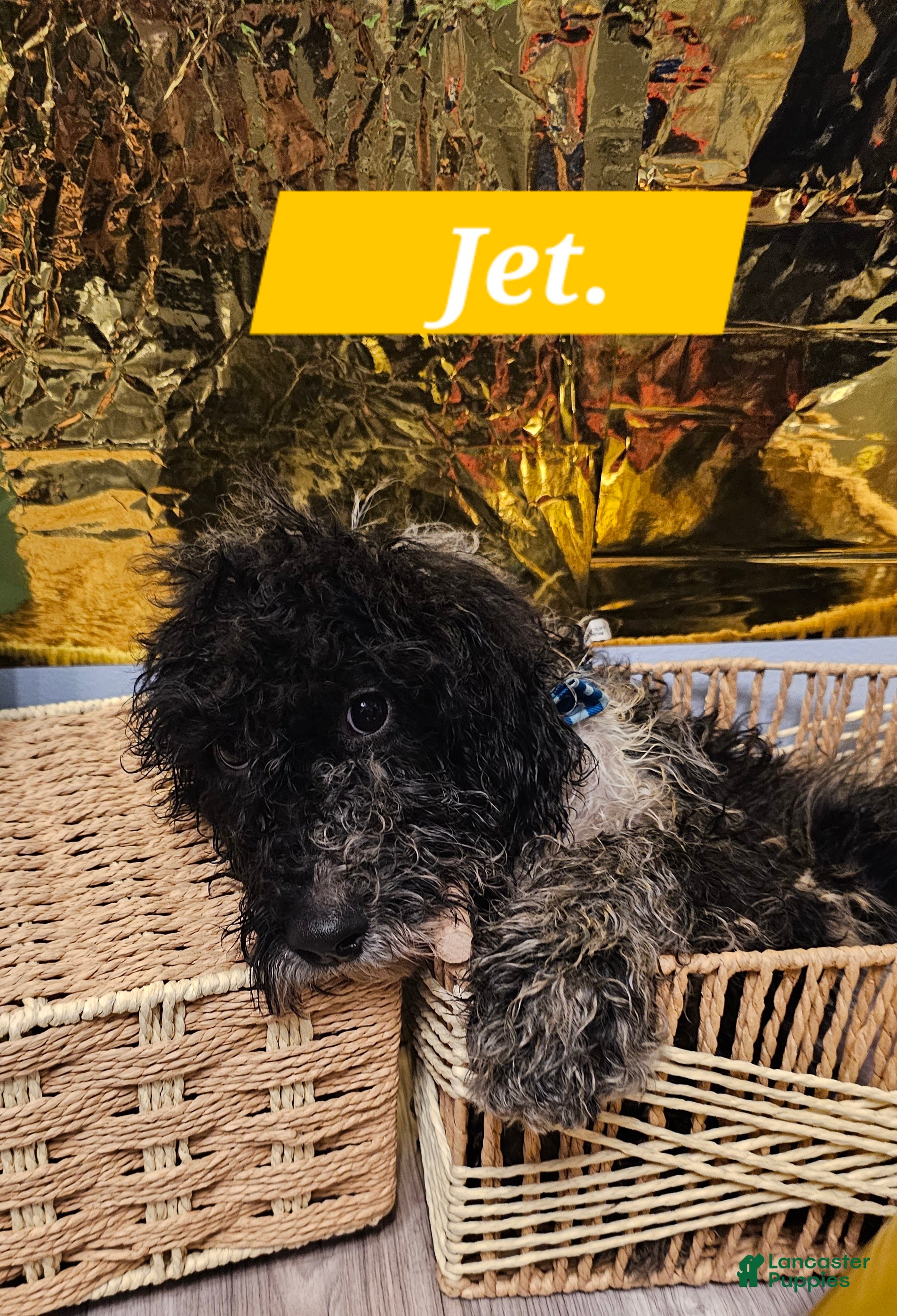 Mixed Breed dogs Jet  - Ad 2