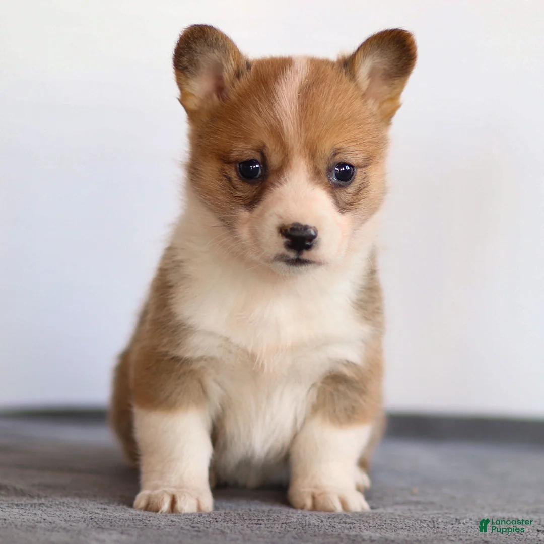 Welsh Corgi Pembroke dogs for sale: Karson Welsh Corgi Pembroke - Ad 12