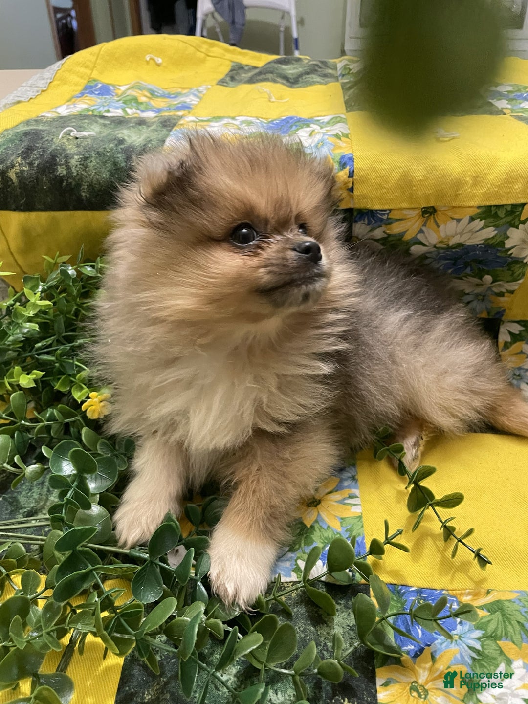 Pomeranian dogs for sale: Pomeranian Puppy 2 Rocky - Ad 1