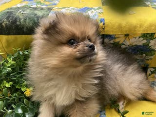 Pomeranian dogs Pomeranian Puppy 2 Rocky - Ad 23