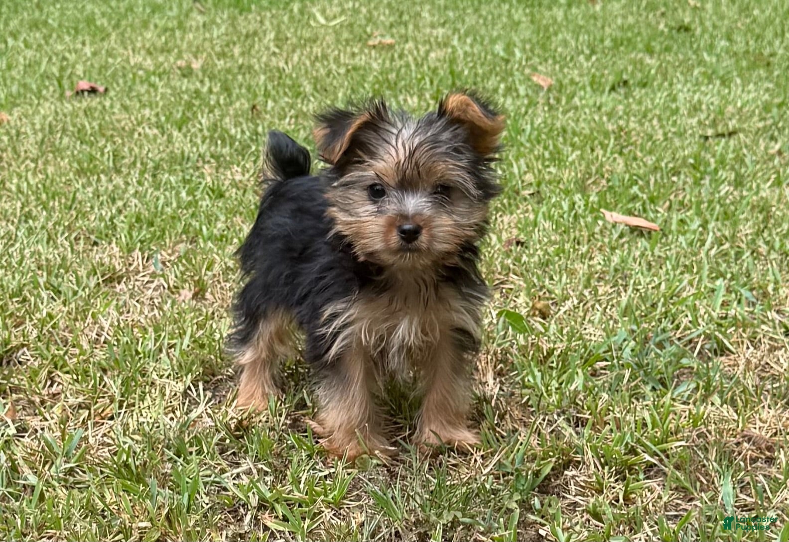 Yorkshire Terrier dogs Yorkshire Terrier 2 - Ad 2