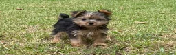 Yorkshire Terrier dogs for sale: Yorkshire Terrier 2 - Ad 2