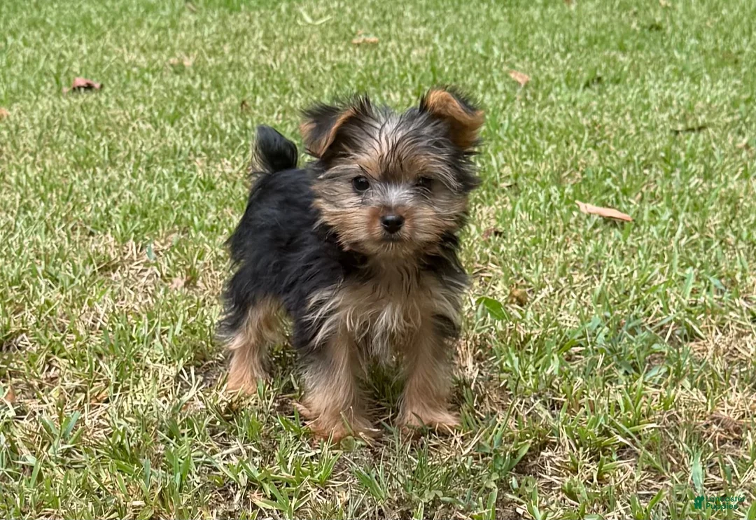 Yorkshire Terrier dogs for sale: Yorkshire Terrier 2 - Ad 2