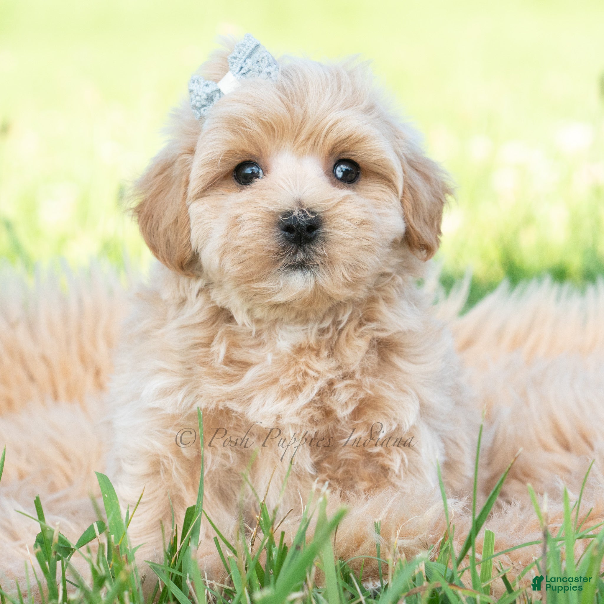 Maltipoo dogs Cabo - Ad 29