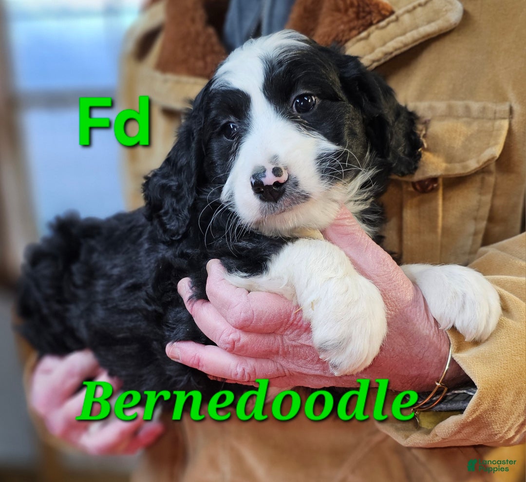 Bernedoodle dogs for sale: Bernedoodle Puppy 1 - Ad 1
