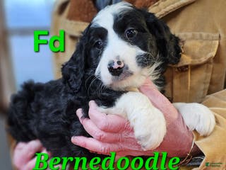 Bernedoodle dogs Bernedoodle Puppy 1 - Ad 38