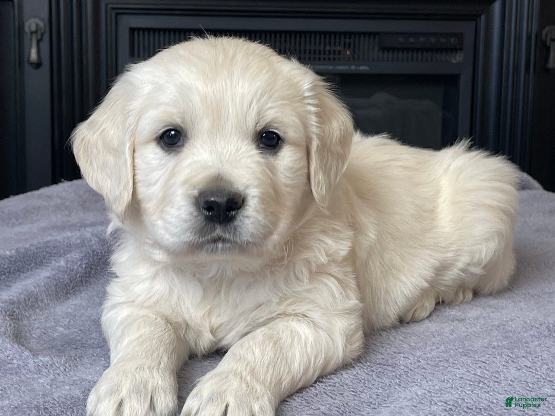 Golden Retriever dogs for sale: Gunner  - Ad 5