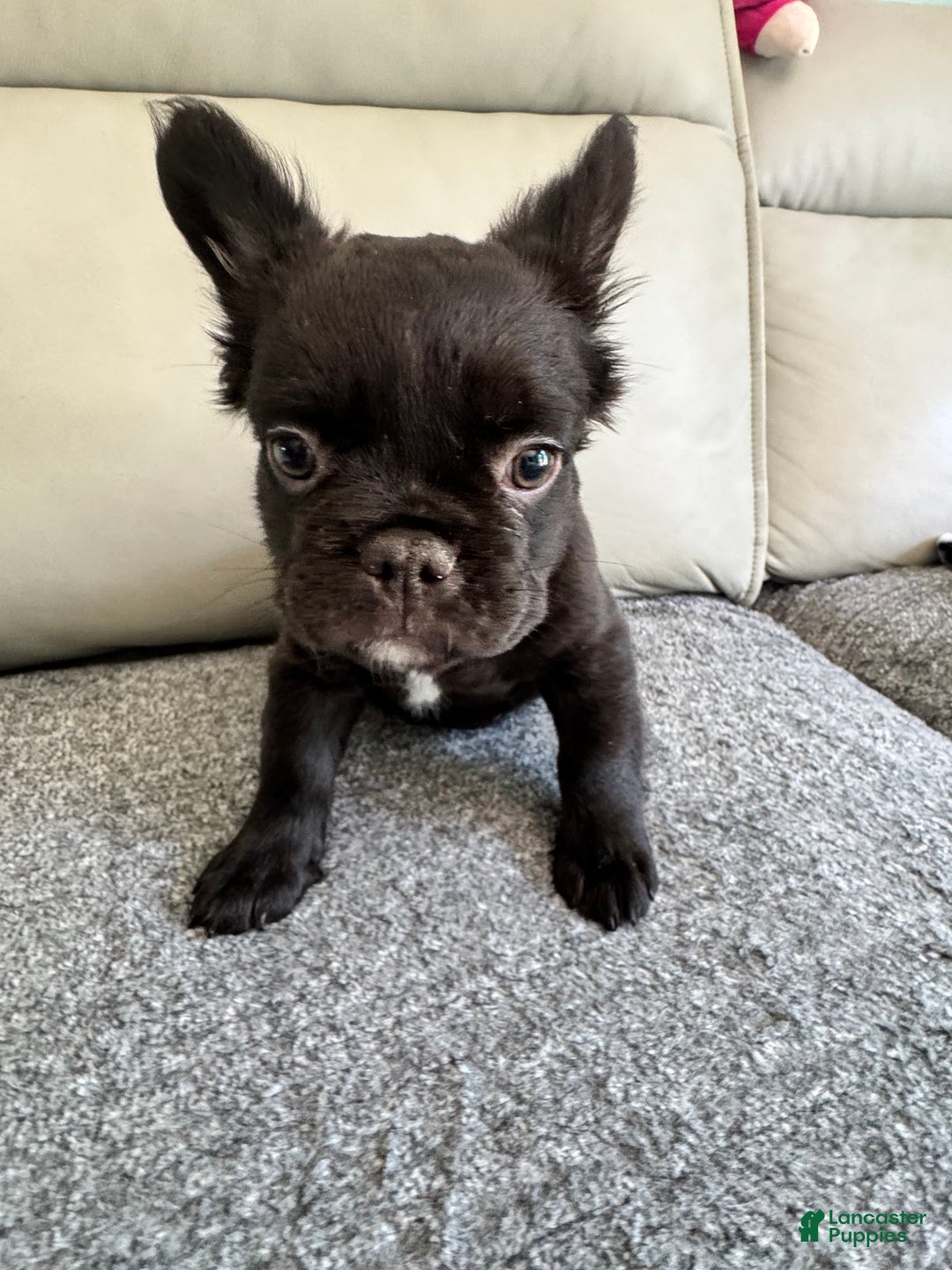 French Bulldog dogs for sale: Nacho - Ad 8