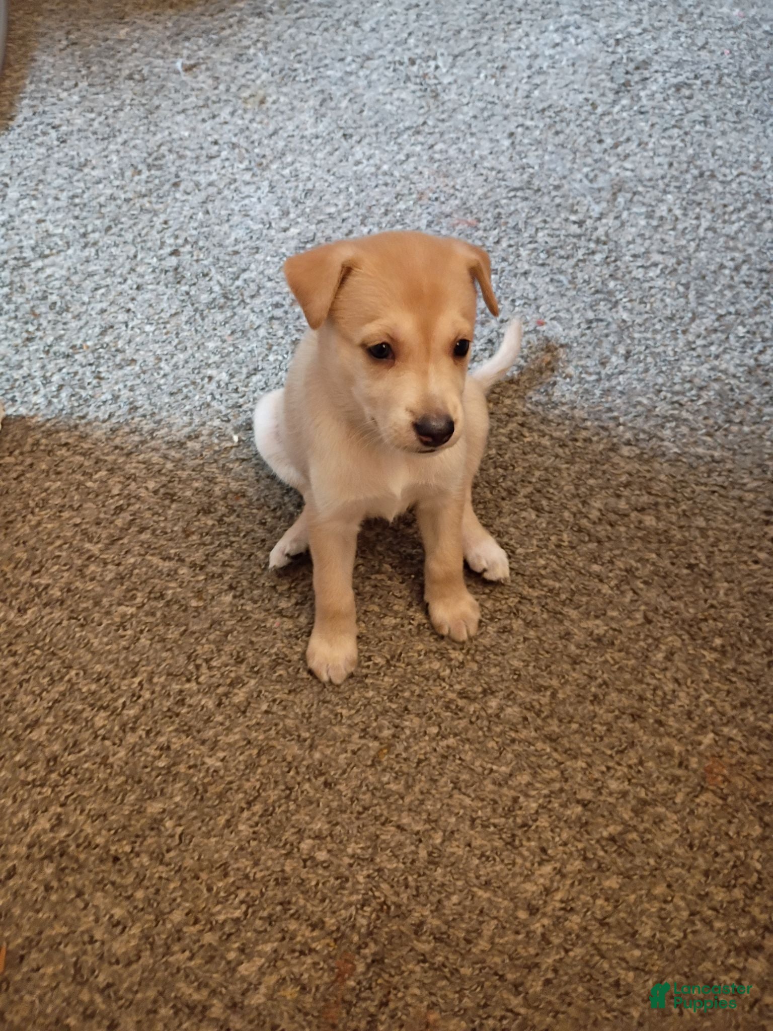 Mixed Breed dogs Mixed Breed 5 - Ad 30