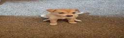 Mixed Breed dogs for sale: Mixed Breed 5 - Ad 1