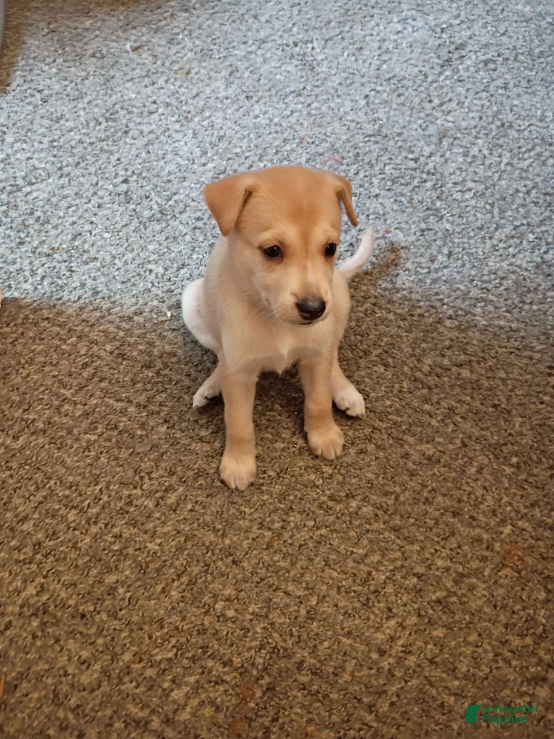 Mixed Breed dogs for sale: Mixed Breed 5 - Ad 1