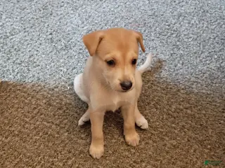 Mixed Breed dogs Mixed Breed 5 - Ad 27
