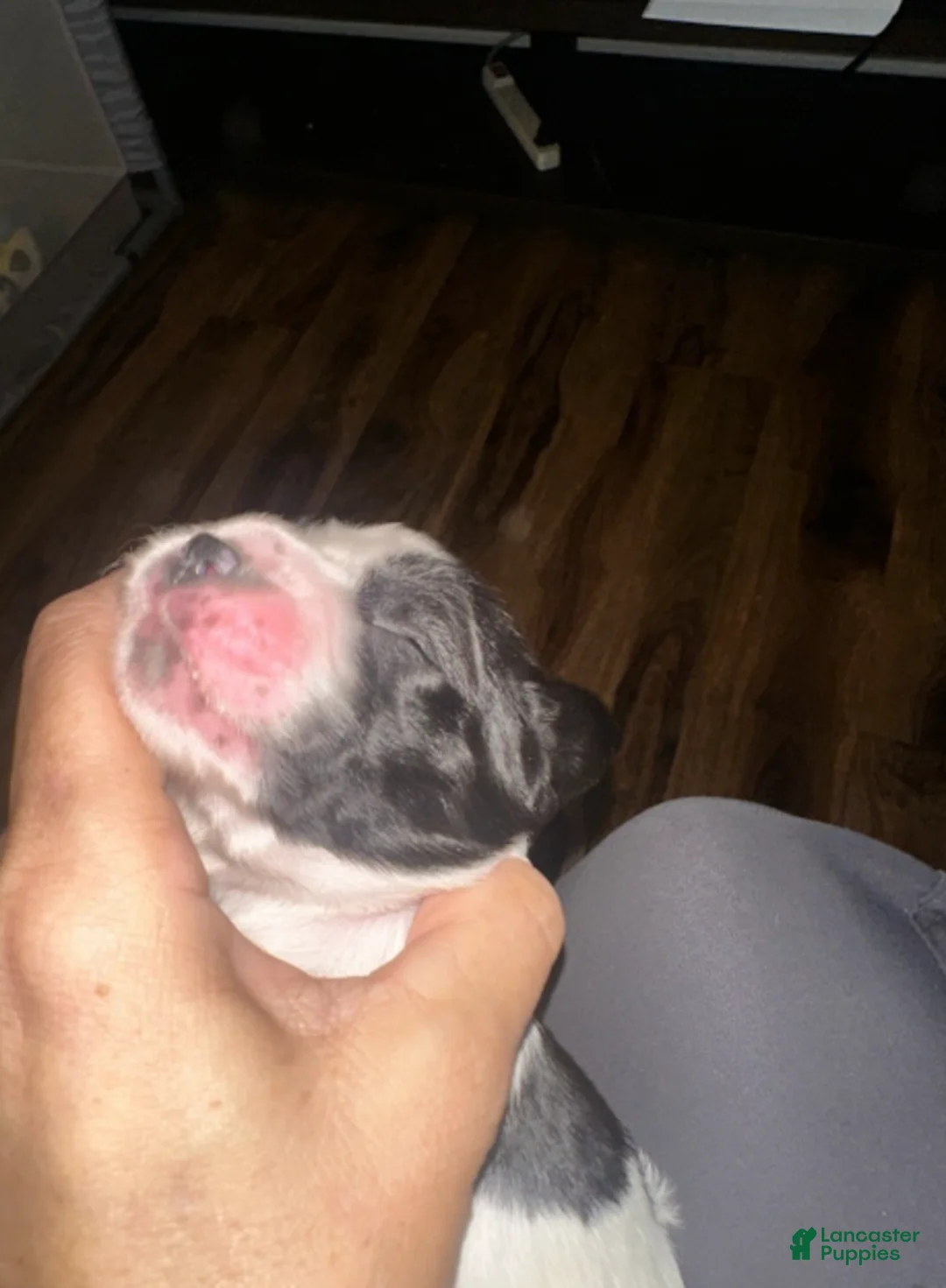 English Springer Spaniel dogs for sale: English Springer Spaniel Girl 1 - Ad 2