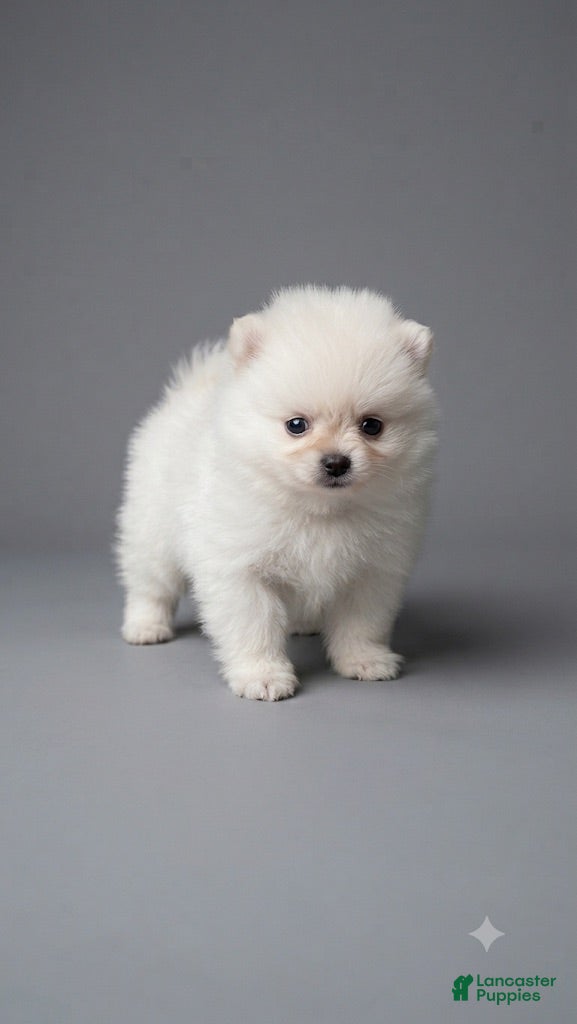Pomeranian dogs Pomeranian 3 - Ad 28