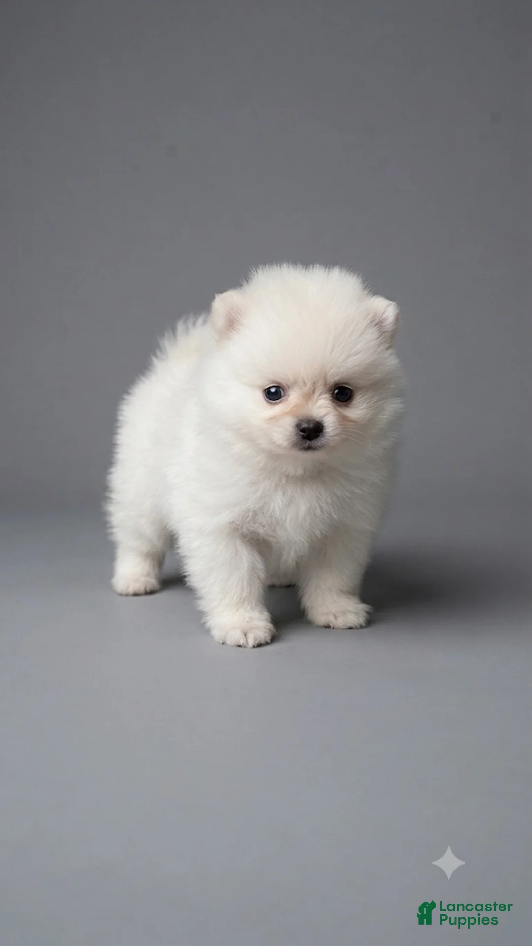 Pomeranian dogs for sale: Pomeranian 3 - Ad 1