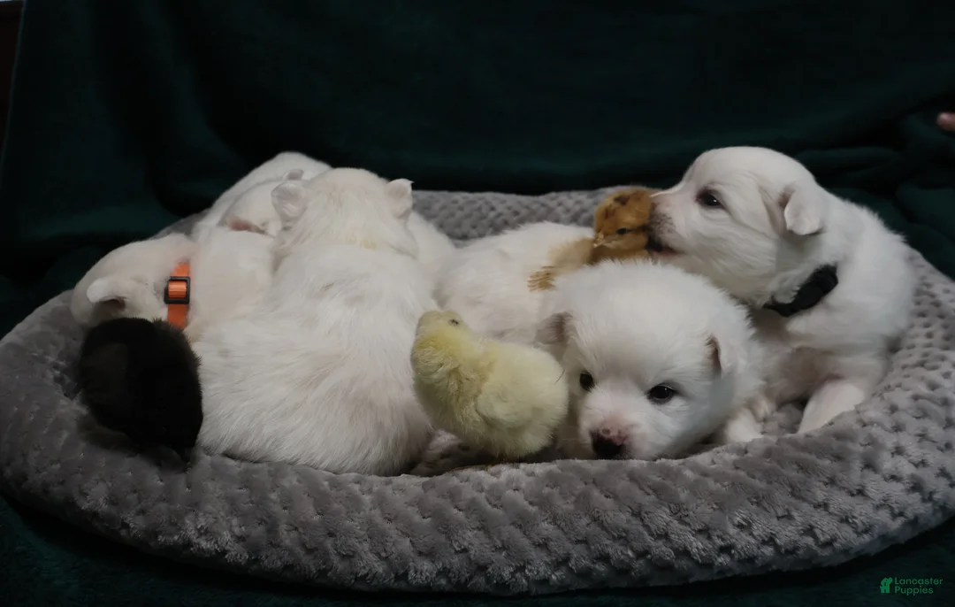 American Eskimo dogs for sale: Axel - Ad 9