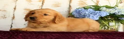 Golden Retriever dogs for sale: Sasha - Ad 8