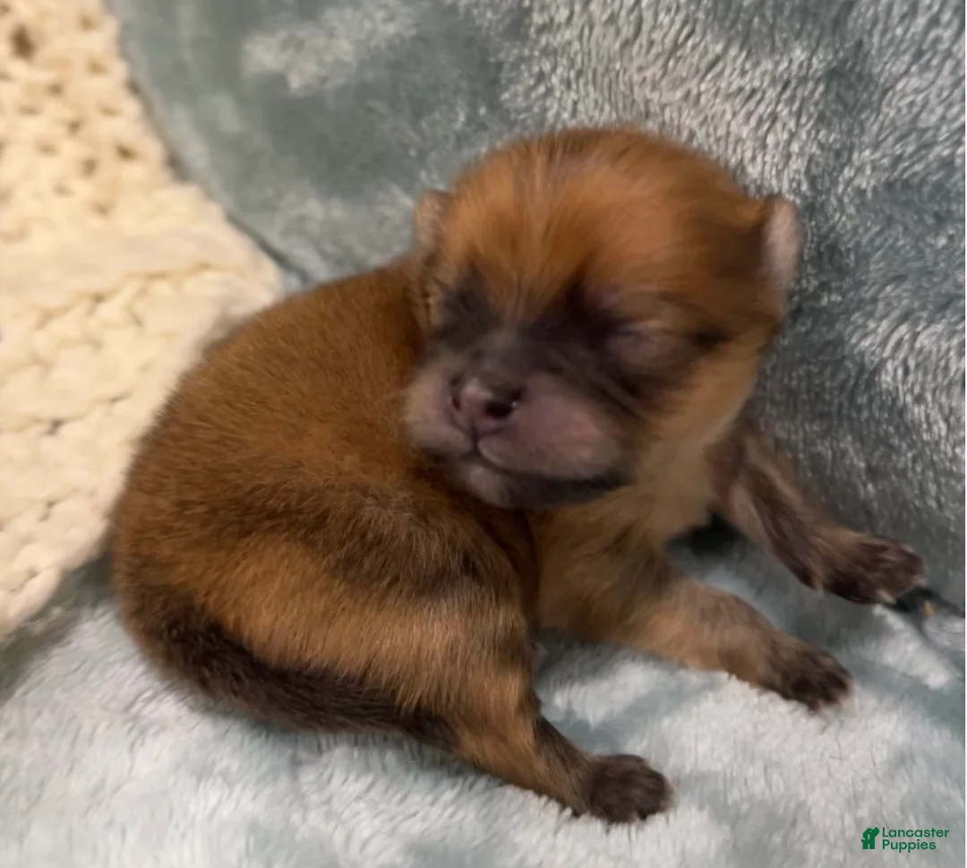 Pomeranian dogs for sale: Tazz - Ad 2