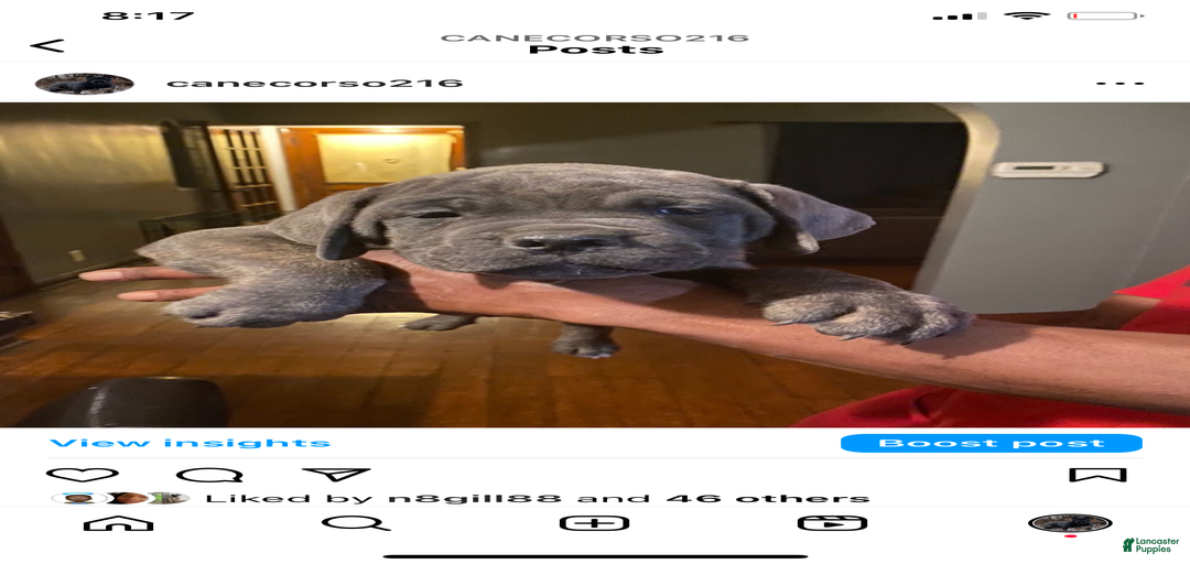 Gallery Image {{count}}