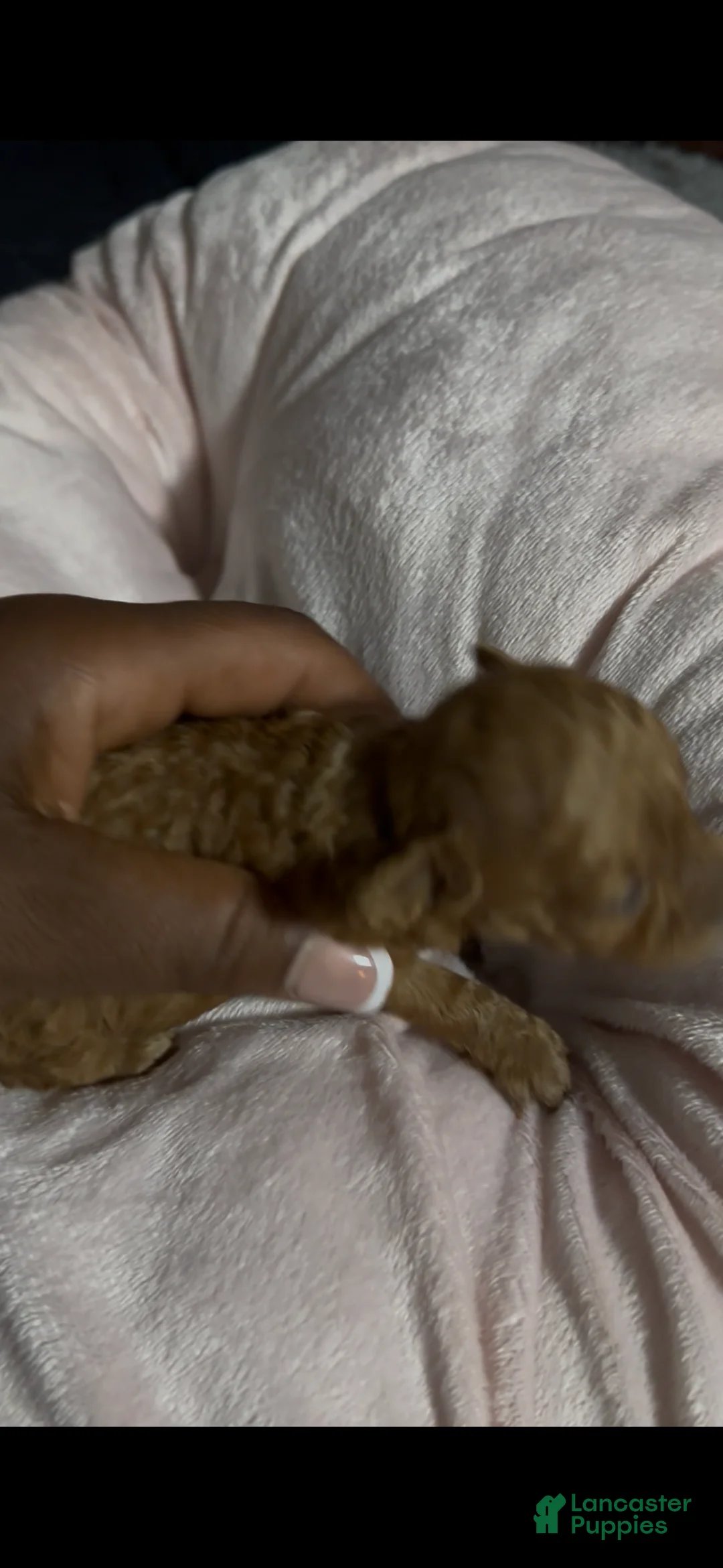 Toy Poodle dogs for sale: Acorn - Ad 1
