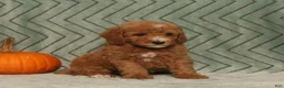 Miniature Poodle dogs for sale: Goofy - Ad 4