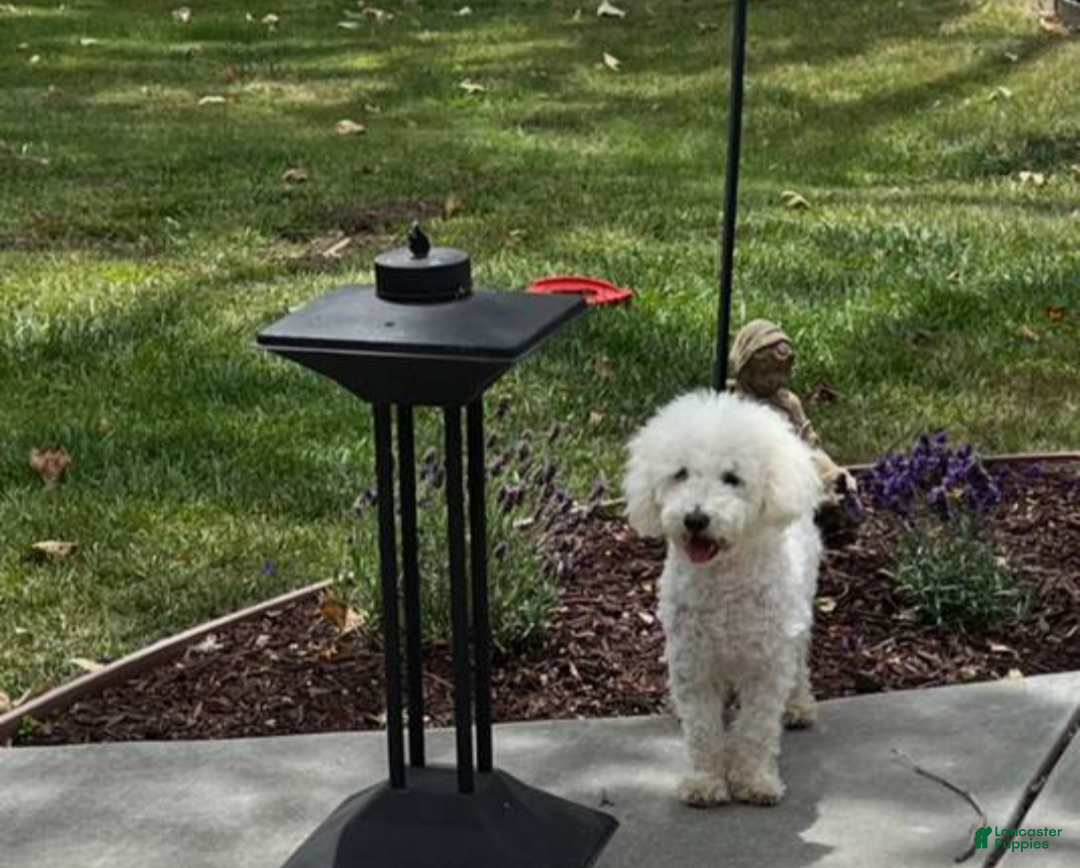 Mini Goldendoodle dogs for sale: Sushi 🍣 - Ad 2