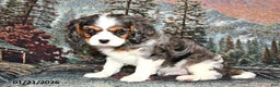 Cavalier King Charles Spaniel dogs for sale: Ruger - Ad 1