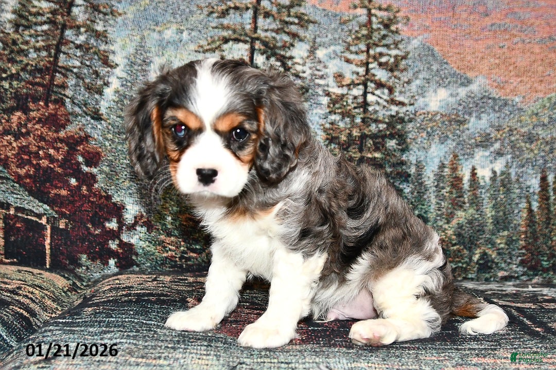 Cavalier King Charles Spaniel dogs for sale: Ruger - Ad 1