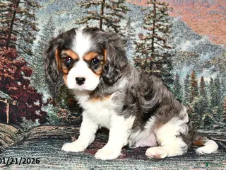 Cavalier King Charles Spaniel dogs Ruger - Ad 29