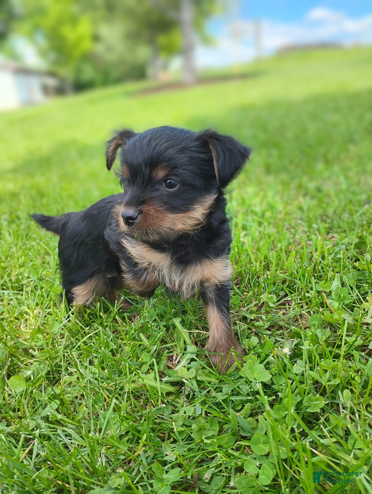 Yorkshire Terrier dogs Buster  - Ad 13