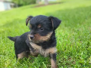 Yorkshire Terrier dogs Buster - Ad 13