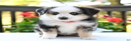 Miniature Australian Shepherd dogs for sale: Bingo  - Ad 4