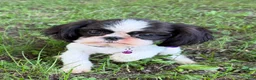 Shih Tzu dogs for sale: Lulu - Ad 3