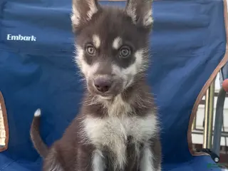 Siberian Husky dogs Quigley - Ad 8