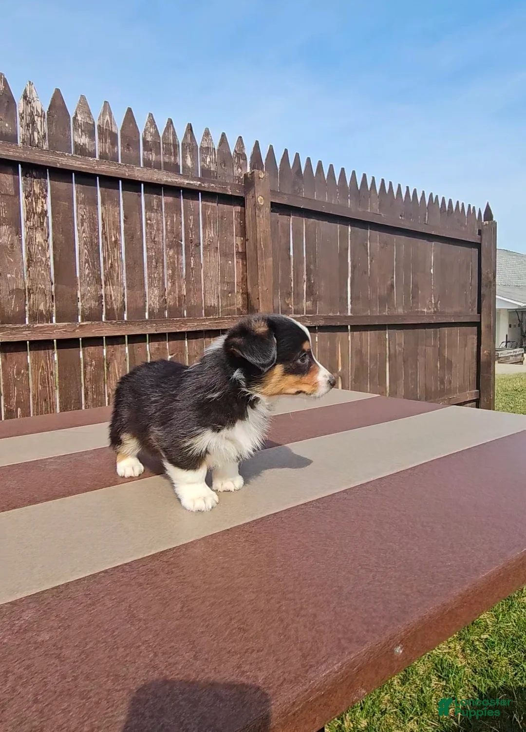 Mixed Breed dogs for sale: Snoopy  - Ad 2