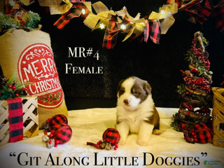 Australian Shepherd dogs MR#4 - Ad 1