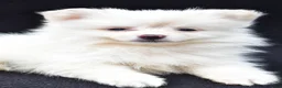 Pomeranian dogs for sale: Honey - Ad 5