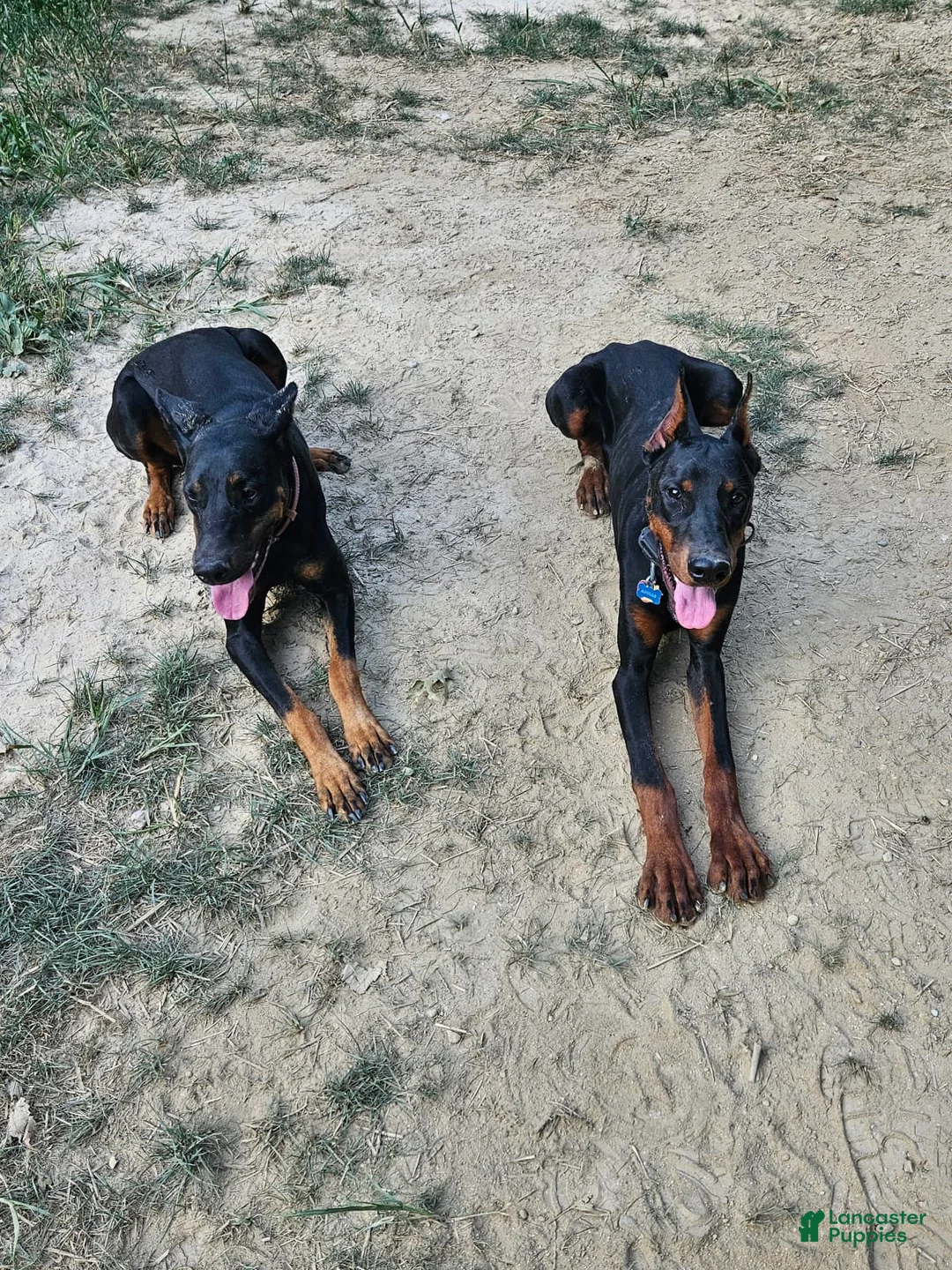 Gallery Image {{count}}