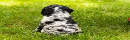 Cocker Spaniel dogs for sale: Cash  - Ad 5