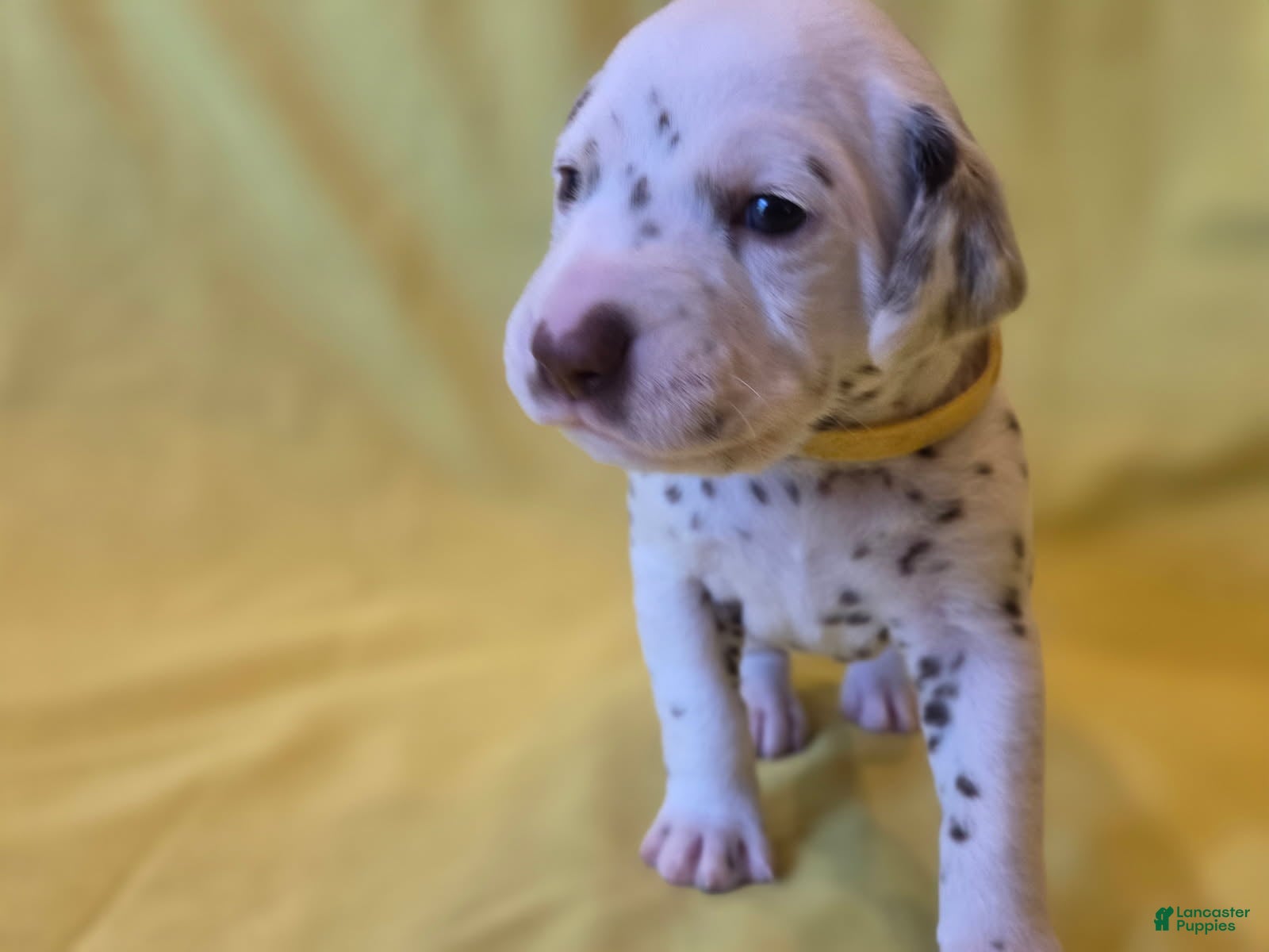 Dalmatian dogs Yellow - Ad 2